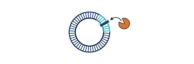 Restriction Endonuclease Or Restriction Enzyme