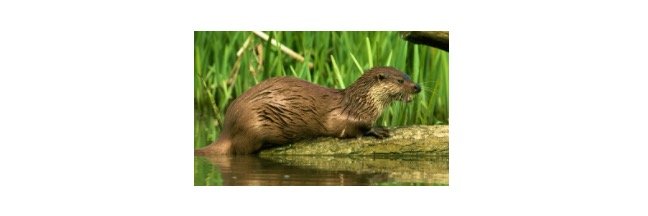 Read more about the article River Otter: Description, Habitat, & Facts