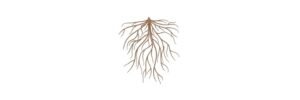 Read more about the article Root Pressure: Definition, Botany, Mechanism, and Facts