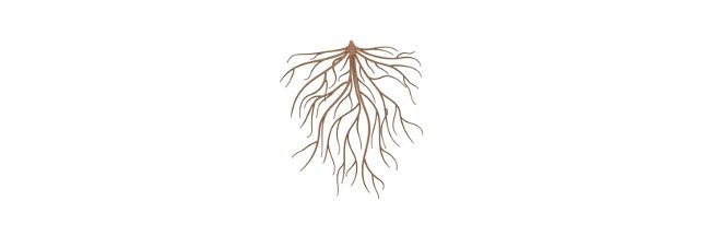 root-pressure-definition-botany-mechanism-and-facts