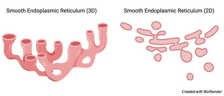 Smooth Endoplasmic Reticulum, Smooth Endoplasmic Reticulum Function, Endoplasmic Reticulum, 1