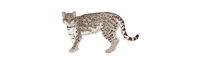 Read more about the article Snow Leopard: Description, Habitat, & Facts