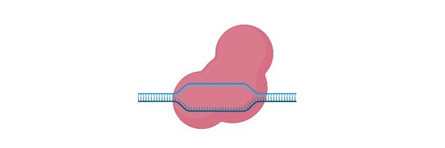 Read more about the article Steps of DNA Replications: What is DNA replication?