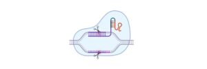 Read more about the article What is CRISPR Cas9? Gene Editing, Mechanism, and Fact