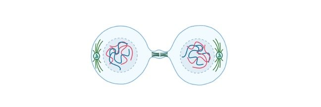 Read more about the article What is Cytokinesis? Definition, Mechanism, Examples, and Facts