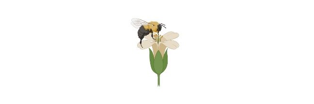 Read more about the article What is Pollination? Definition, Process, Types, & Facts