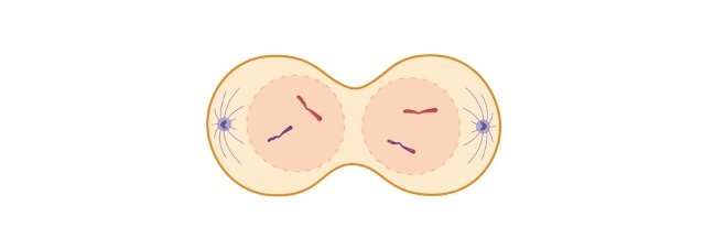 Read more about the article What is Telophase? Definition, Mechanism, Examples, and Facts