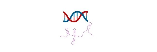 Read more about the article What is the Difference Between DNA and RNA?