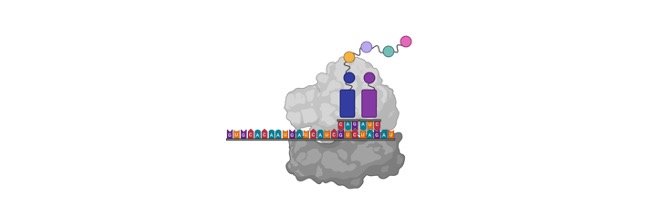 Read more about the article rRNA (ribosomal RNA): Definition, Types, and Function