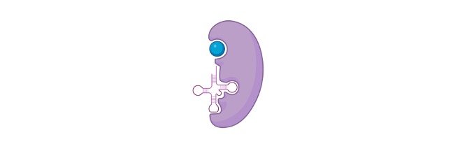 Read more about the article tRNA (Transfer RNA): Definition, Mechanism, and Examples