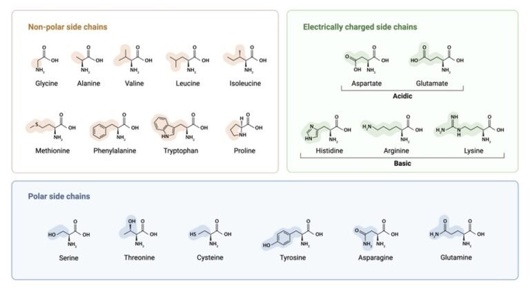 Amino Acid Chart: Structure, Types, Examples I ResearchTweet