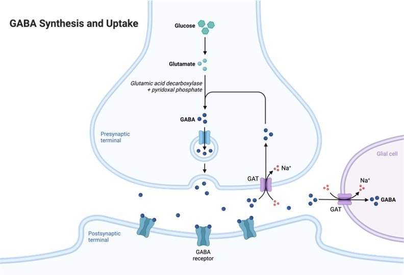 Glutamic Acid, What is Glutamic Acid,1