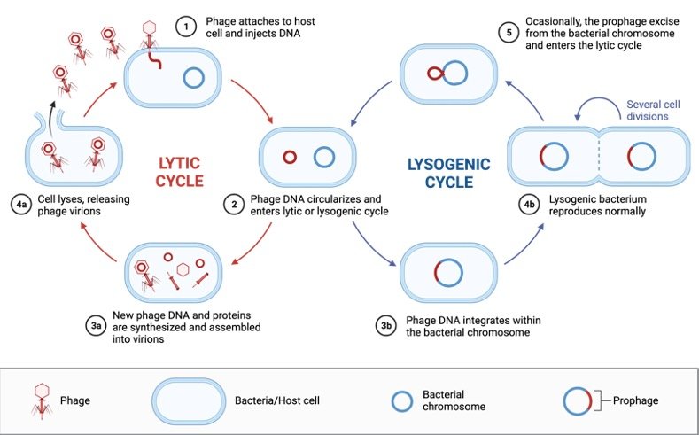 lysogenic-cycle-definition-steps-examples-i-researchtweet