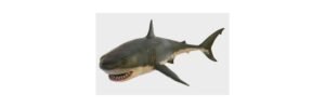 Read more about the article Blue Shark: Description, Habitat, & Fun Facts