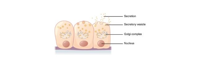 Read more about the article Secretion: Definition, Types, & Function