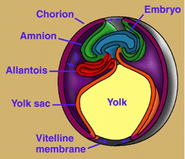 Amniotes Structure