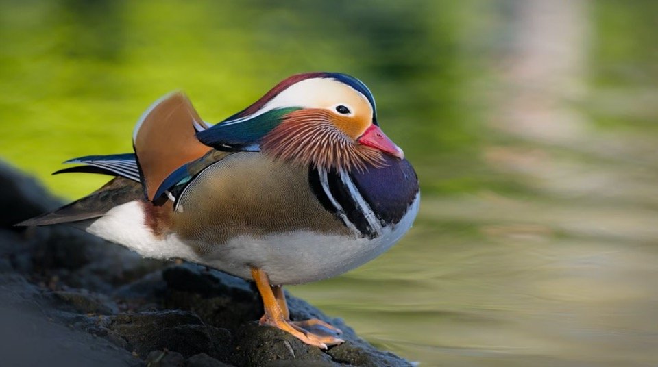 Mandarin Duck Picture