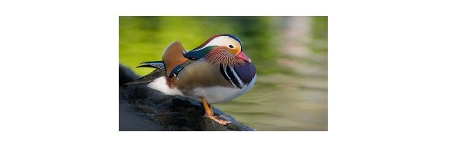 Read more about the article Mandarin Duck: Description, Habitat, & Fun Facts