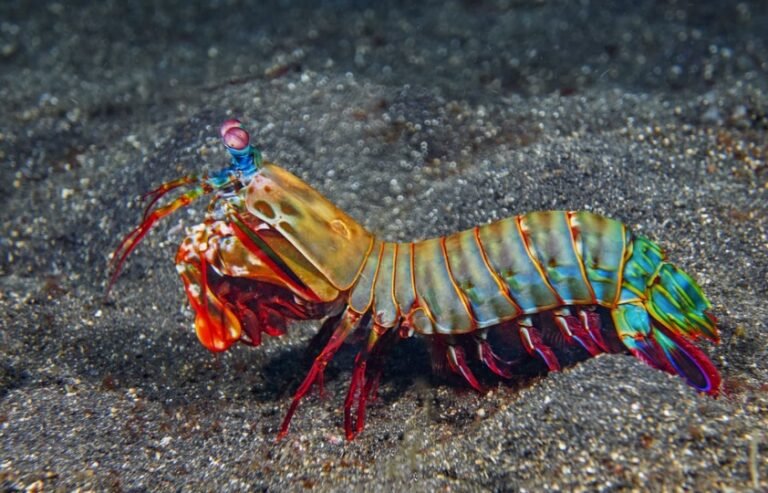 Mantis Shrimp: Description, Habitat, & Fun Facts