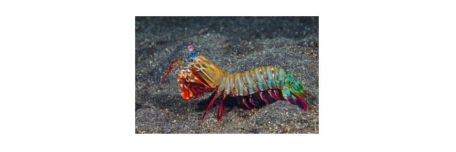 Mantis Shrimp Classification