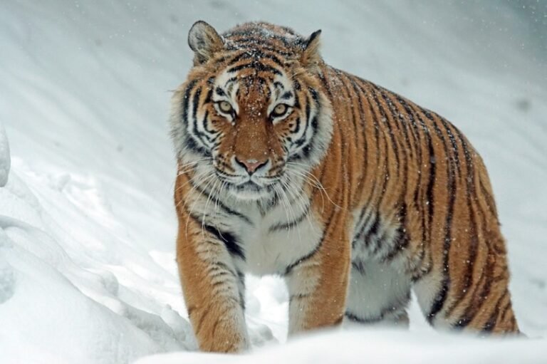 Siberian Tiger: Description, Habitat, & Fun Facts