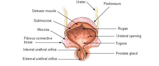 Urinary Bladder Diagram