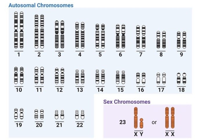 Chromosomes X and Y and Sex Determination
