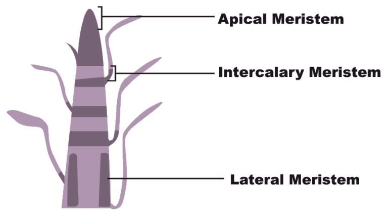 What Is The Function Of Intercalary Meristematic Tissue