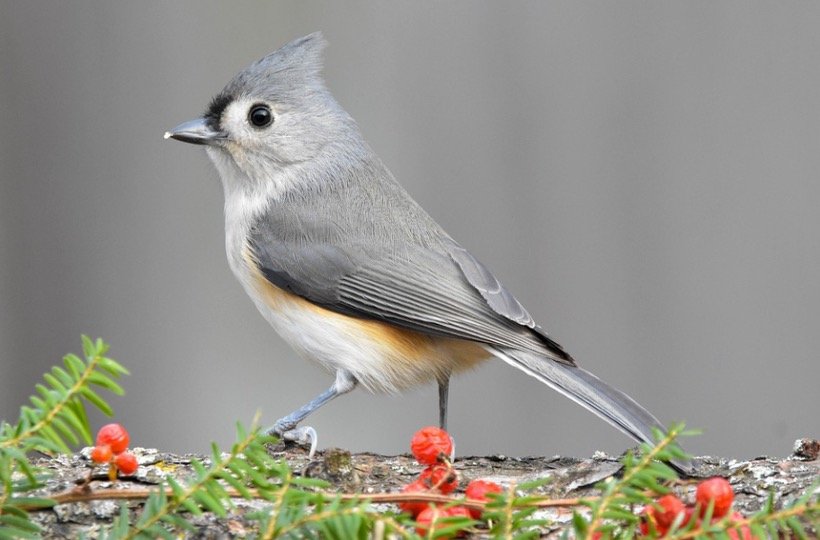 Titmouse sitting on plant