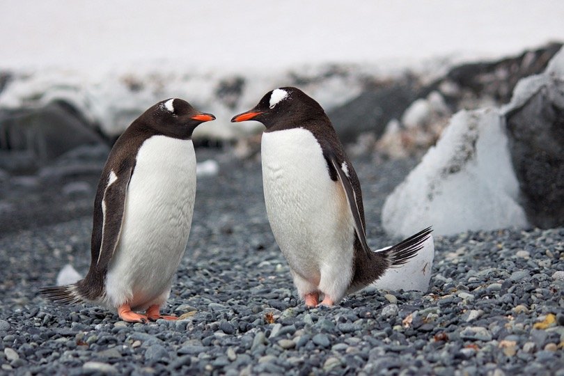 Adelie Penguin