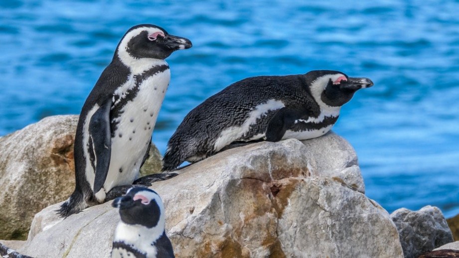 African Penguin 