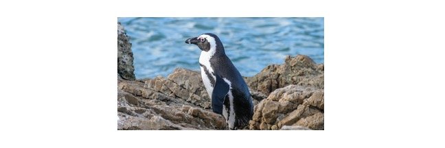 Read more about the article African Penguin: Description, Habitat, & Fun Facts