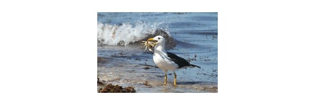 Read more about the article Albatross: Description, Habitat, & Fun Facts
