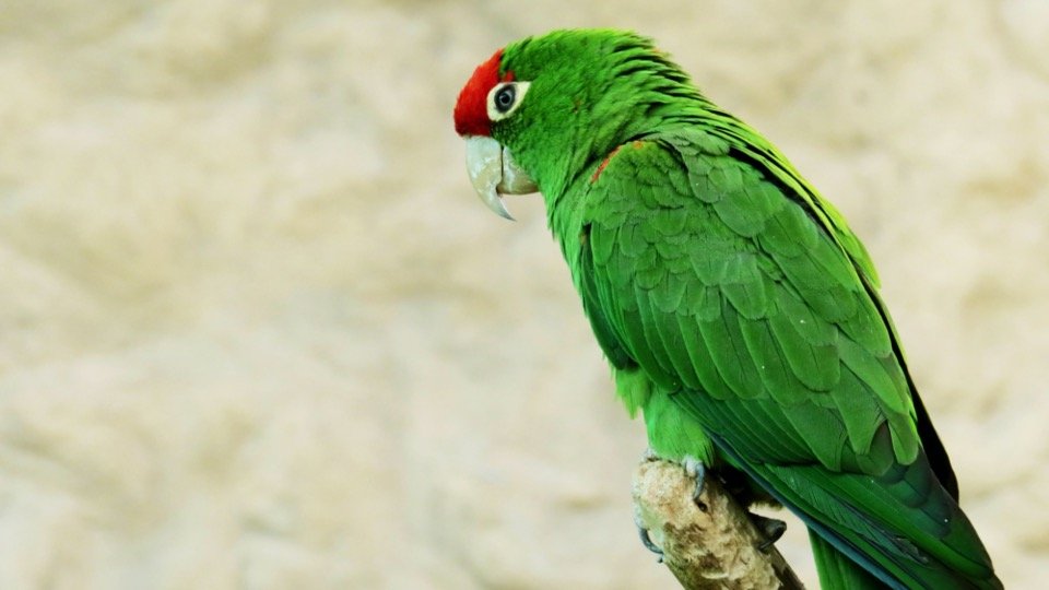 Amazon Parrot