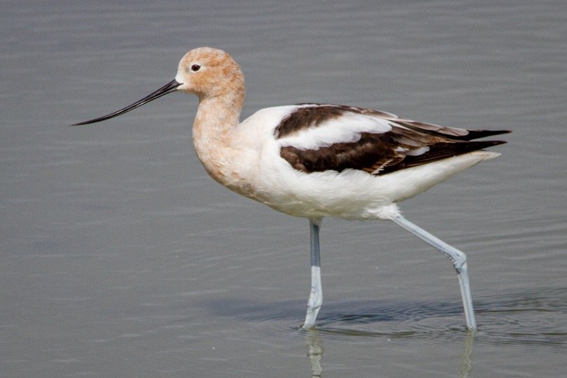 Avocet