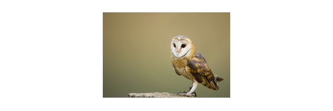 Read more about the article Barn Owl: Description, Habitat, & Fun Facts