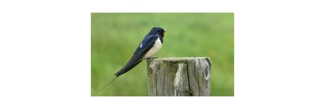 Read more about the article Barn Swallow: Description, Habitat, & Fun Facts