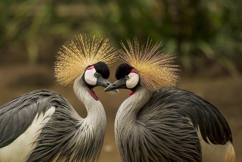 Birds Communicate With Each Other 2