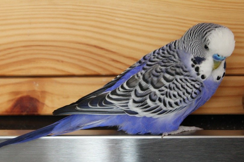 Budgerigar