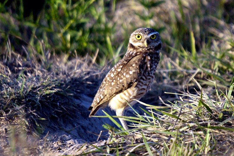 Burrowing Owl