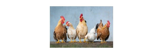 Read more about the article Chicken: Description, Habitat, & Fun Facts