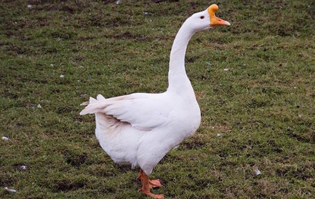 Chinese Geese