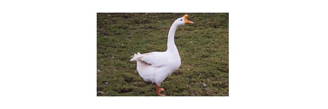 Read more about the article Chinese Geese: Description, Habitat, & Fun Facts