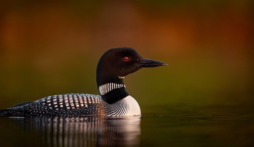 Common Loon