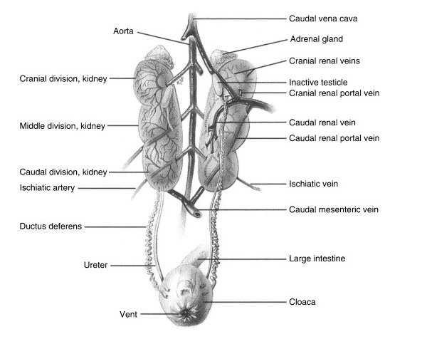 Diagram of the urogenital tract of a male bird