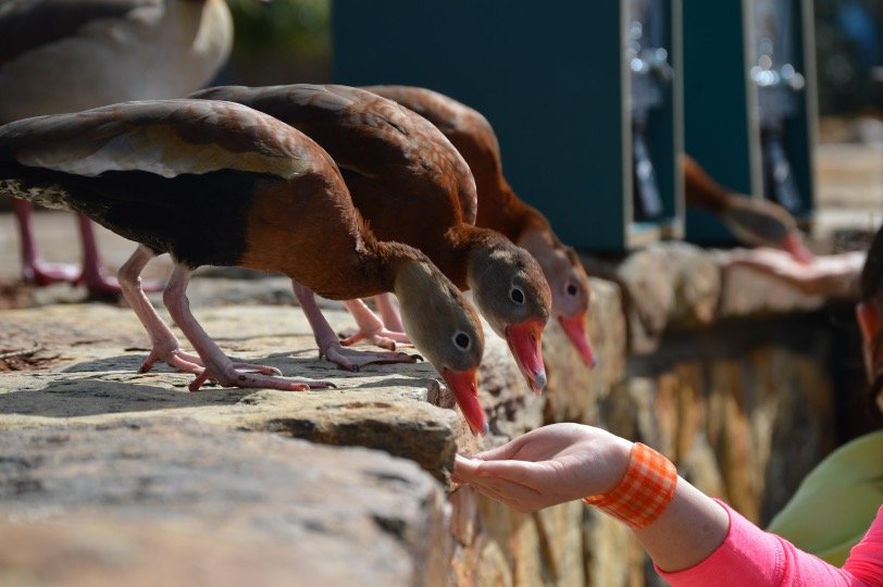 Ducks eating seed