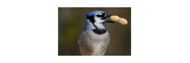 Read more about the article How Do Birds Eat? Everything You Need To Know