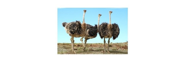Read more about the article How Fast Can An Ostrich Run? Everything You Need To Know