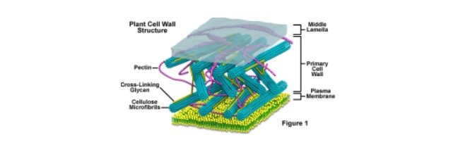 Primary Cell Wall