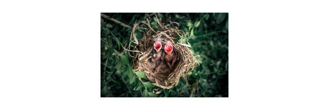Read more about the article What Do Baby Birds Eat? Everything You Need To Know